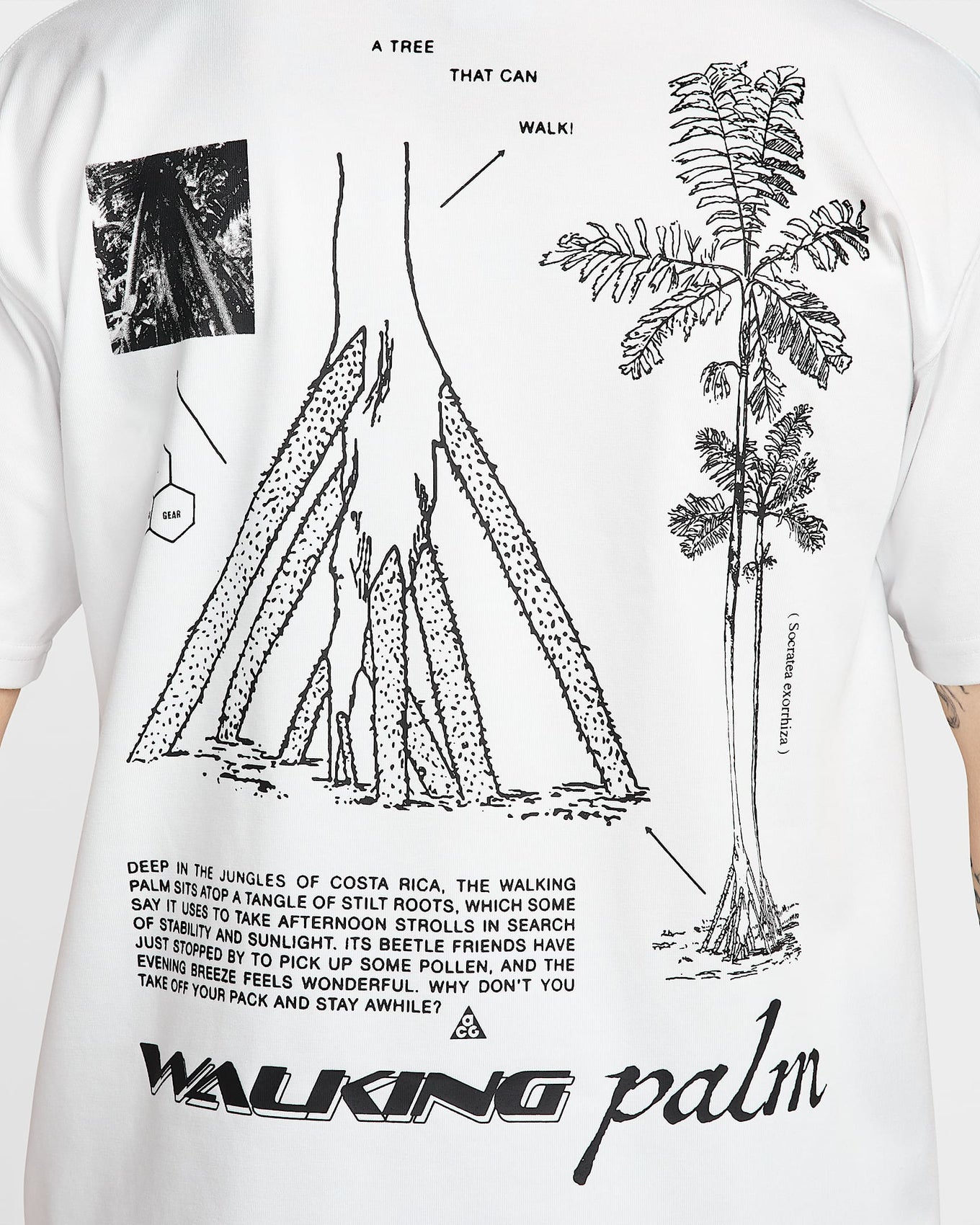ACG tee with Dri-FIT technology, featuring graphics of the walking palm, inspired by the Costa Rican rainforest.